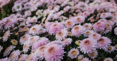 Авто-пешеходная экскурсия из Севастополя (фото 8)